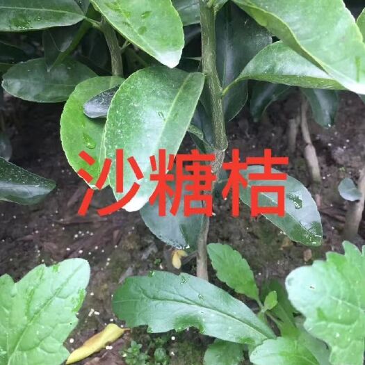 沙糖桔苗 嫁接苗 0.5~1米 