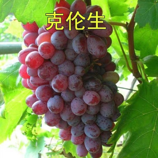 平邑县克伦生葡萄苗 