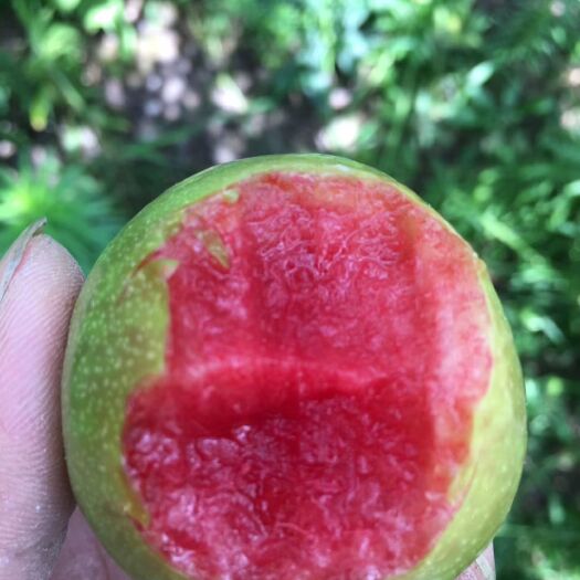 当阳市芙蓉李树苗 