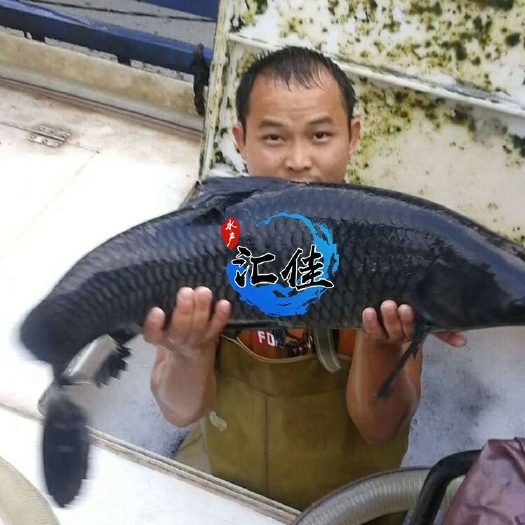 广州青鱼苗 