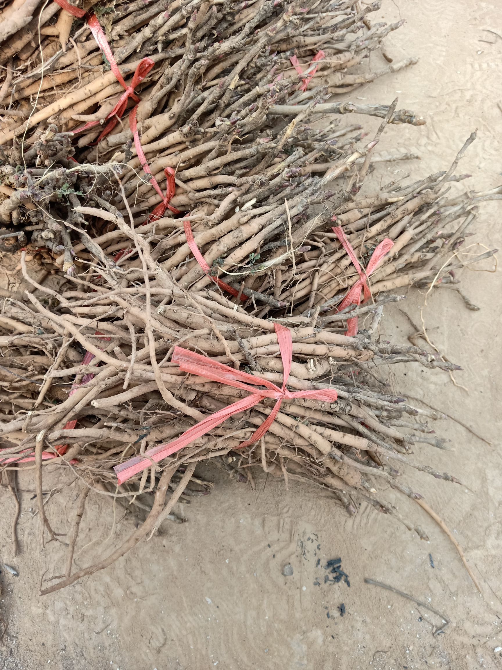 牡丹苗  基地直供油用凤丹全国发货 提供技术