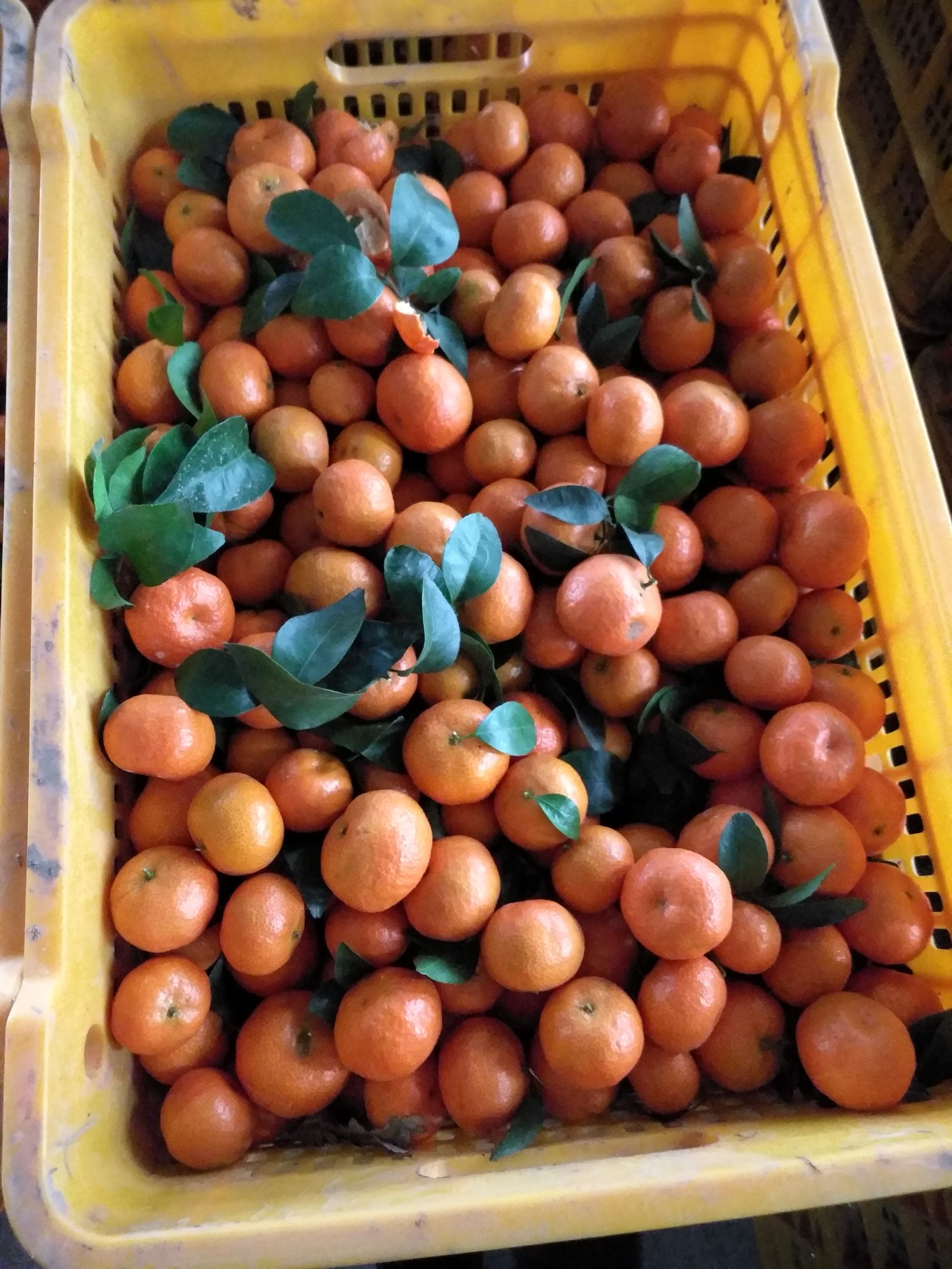 沙糖桔 4 - 4.5cm 1 - 1.5两