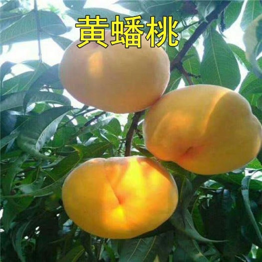 平邑县黄金蟠桃树苗 1~1.5米 