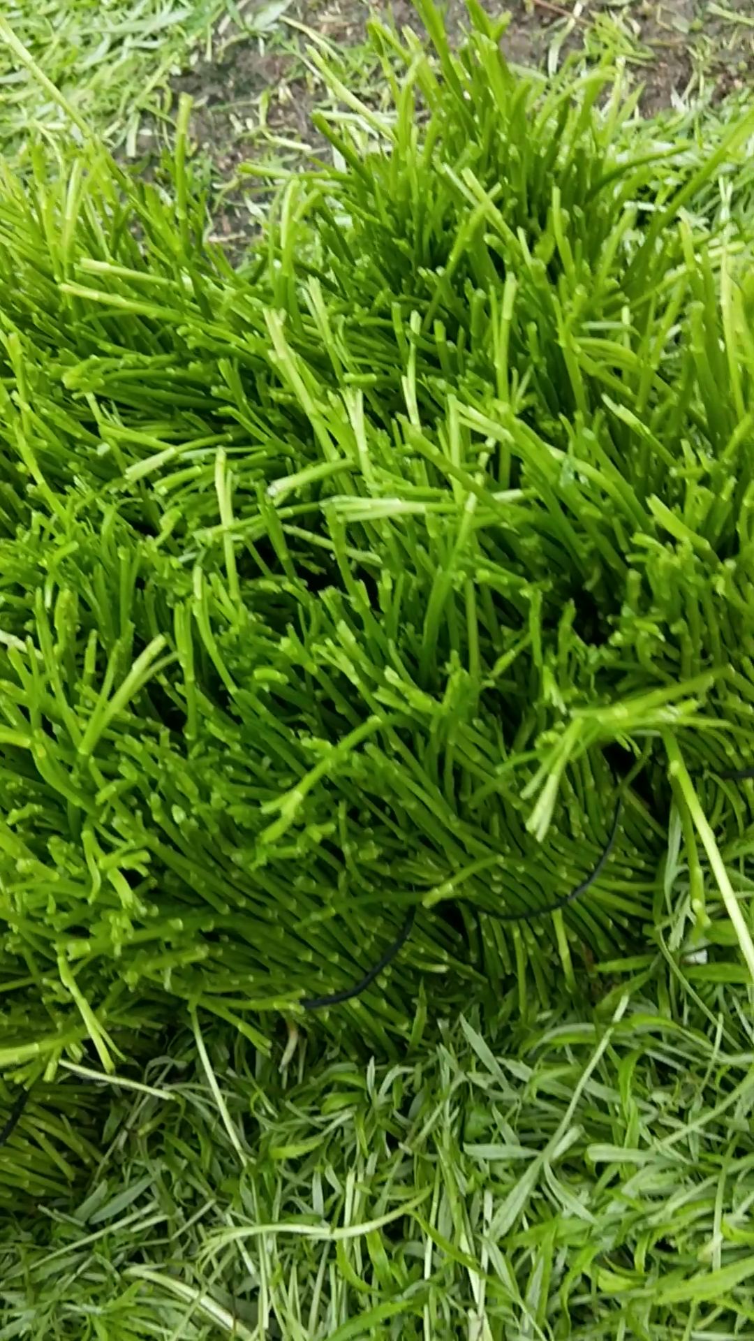 青藜蒿  微14790928久久久