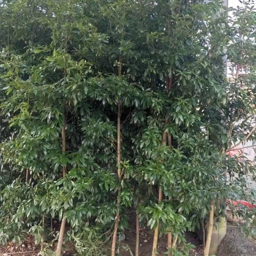 全州县金丝楠木 