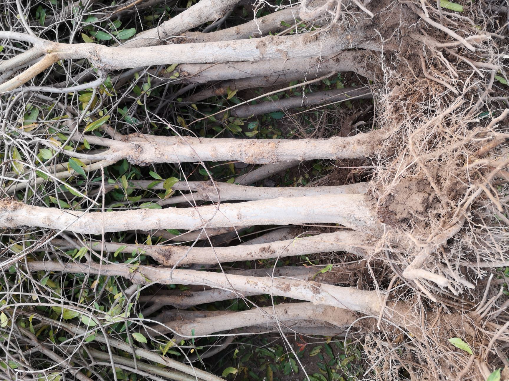 突尼斯软籽石榴树苗 