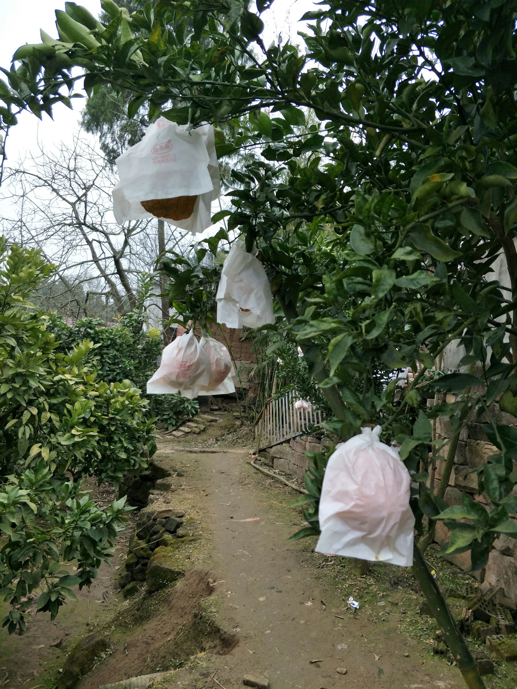 金堂脐橙 60 - 65mm 4-8两 