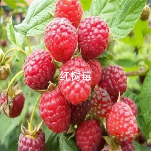 白山红树莓苗