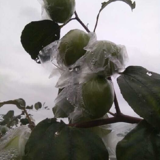 平南县广西平南青枣密丝枣65g以上1.6元