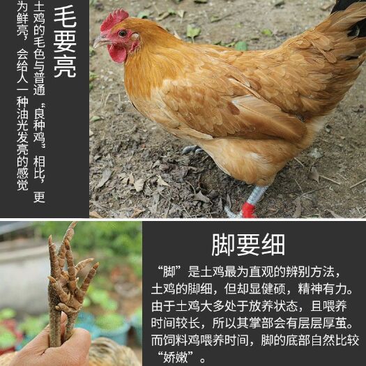 南昌县 土鸡现杀现卖