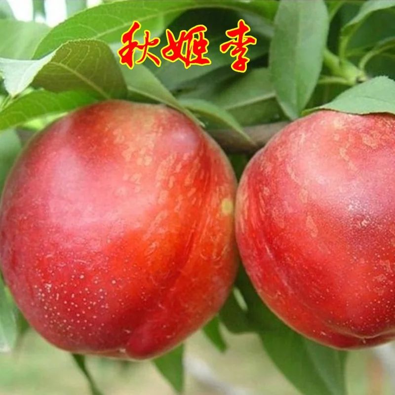 平邑县秋姬李子苗 