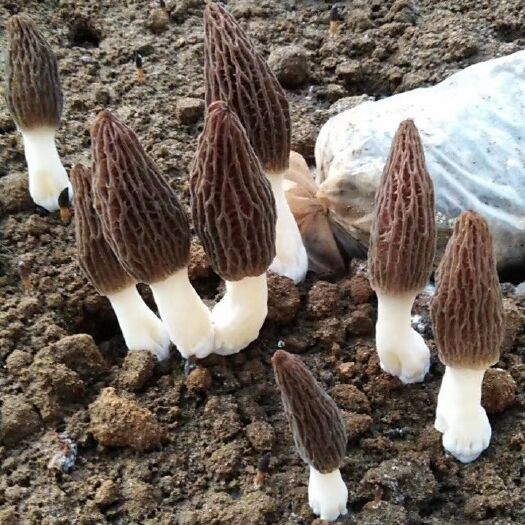 遵化市羊肚菌 鲜货 8cm以上 尖顶 灰黑色 人工种植 