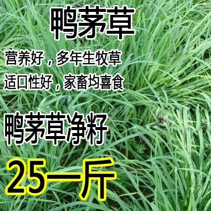 沭阳县鸭茅种子  果树草种子 果园草种