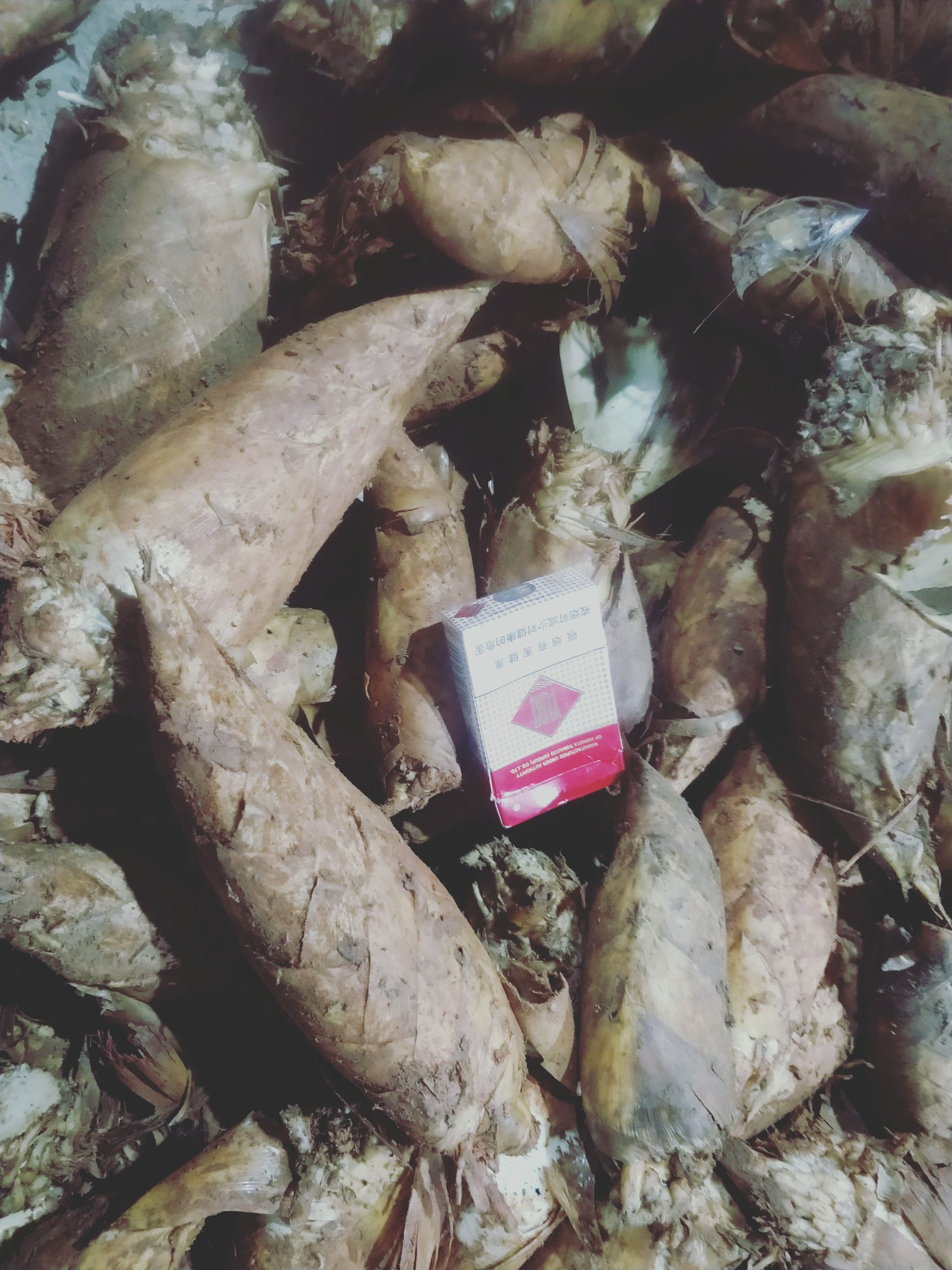 冬笋13~17cm 鲜笋 