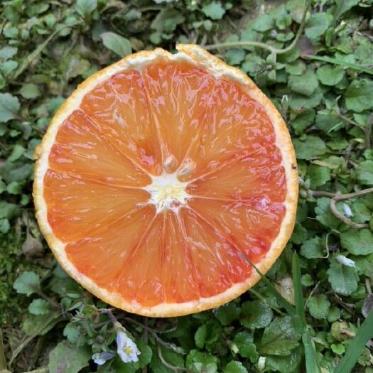 蒲江县塔罗科血橙，下单后12.30日之前开始发货哦