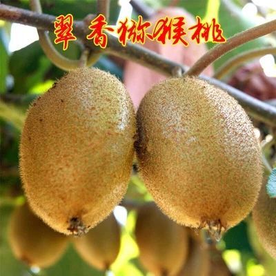 平邑县翠香猕猴桃苗 嫁接苗 