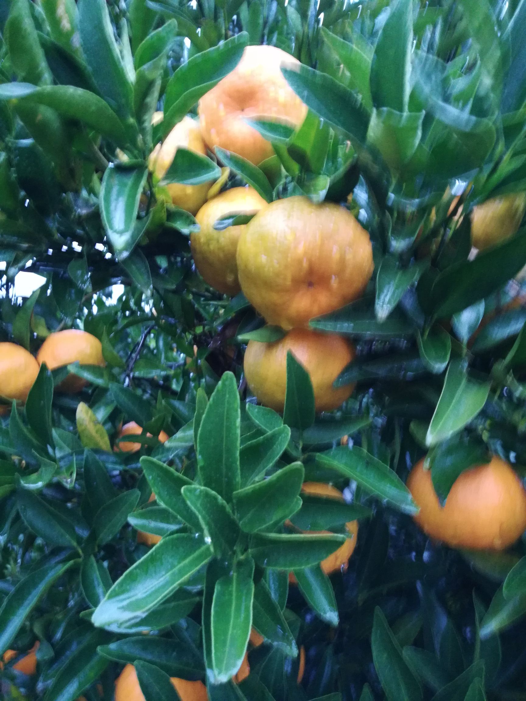 椪柑 6.5 - 7cm 2 - 3两 