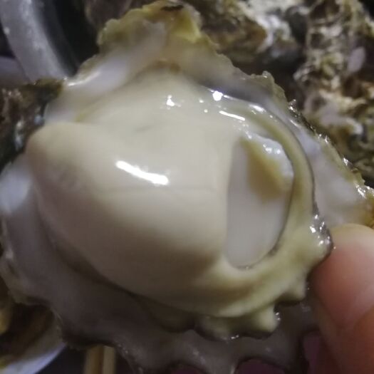 乳山市铁蛤蜊 肥的不要脸的小牡蛎