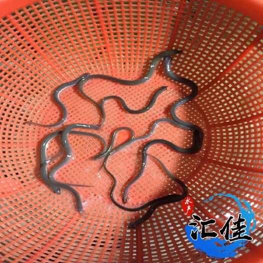 广州鳗鱼苗 