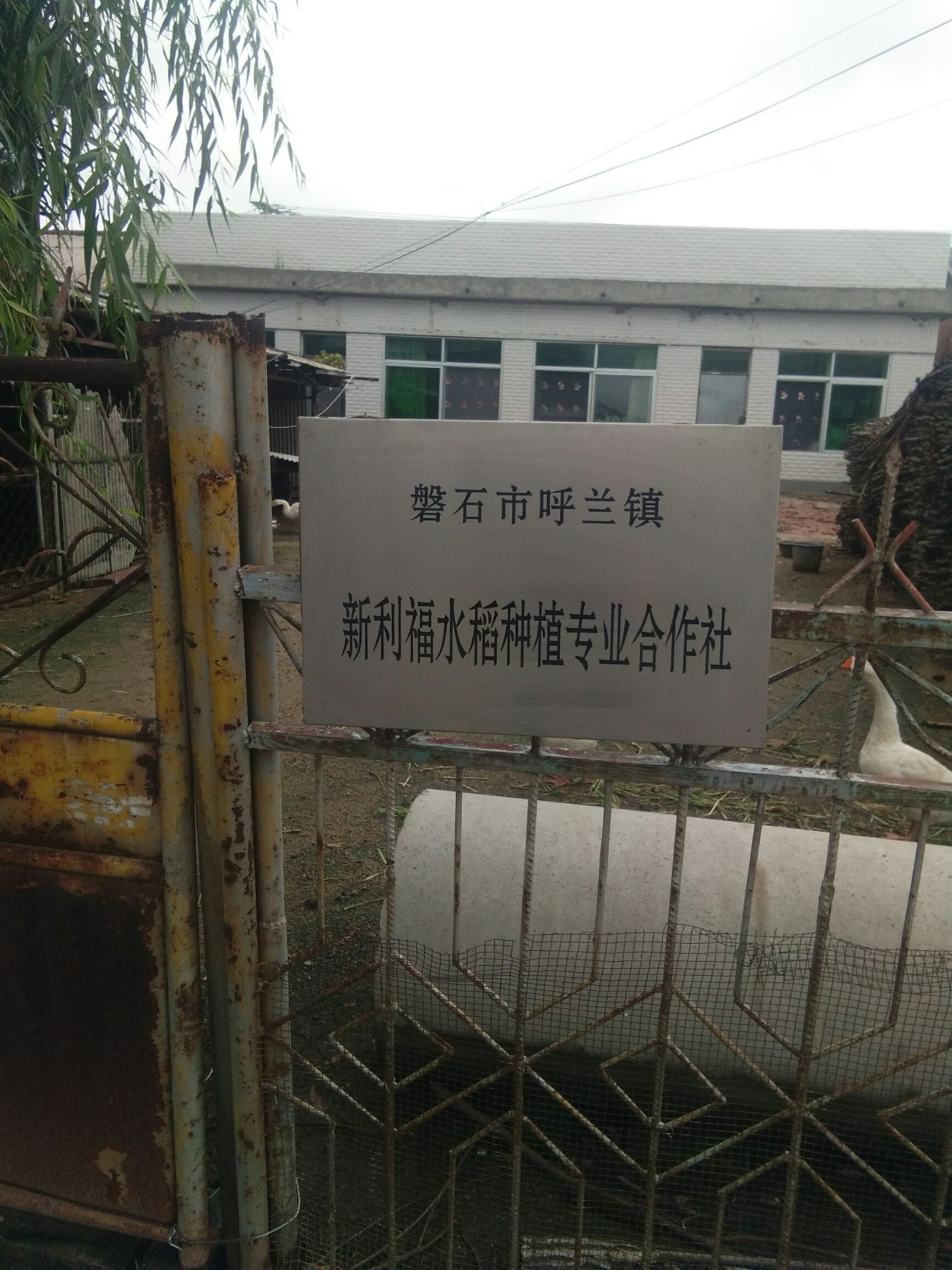  稻花香大米 一等品 一季稻 粳米 