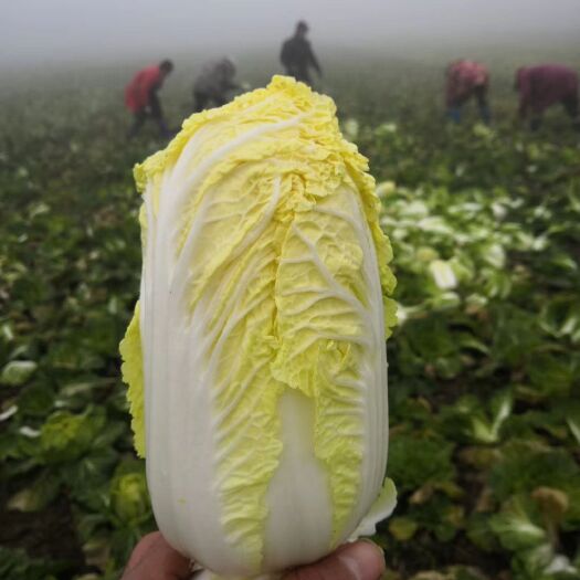 钟祥市金福玉娃娃菜 1~2斤 毛菜 