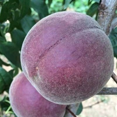 平邑县黑桃苗  1~1.5米 黑桃皇后，黑桃王