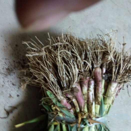 西安红根蒜苗 50 - 60cm 