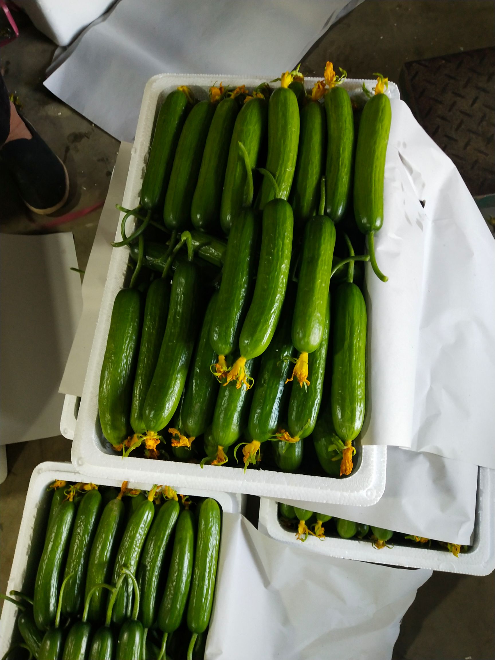 水果黄瓜  小黄瓜 15~25cm