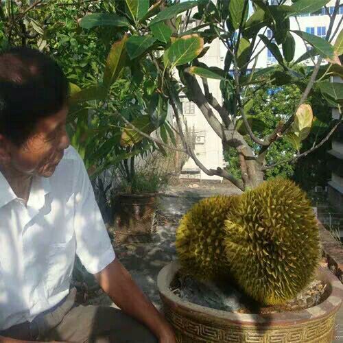 沭阳县金枕榴莲苗 
