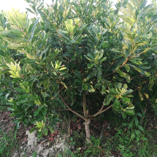 靖州县南方杨梅 