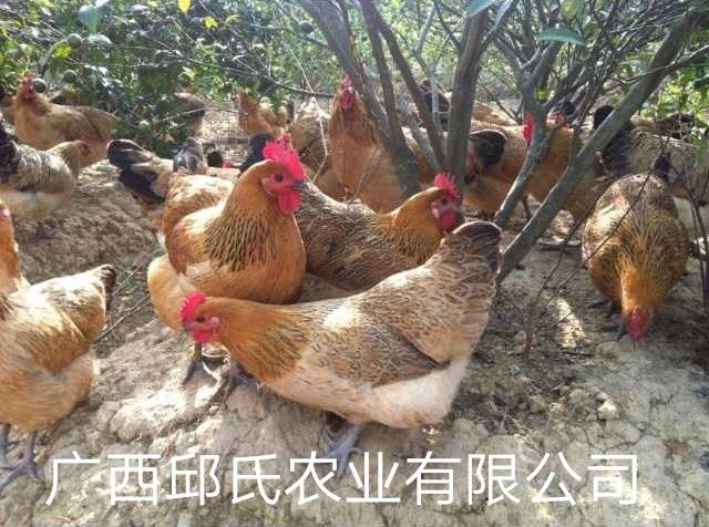 瑶鸡 2斤以下 母