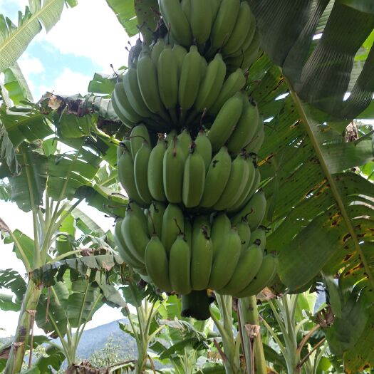 勐海县云南高原芭蕉 八成熟 