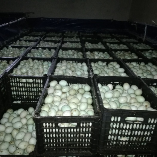 济南青皮鸭蛋 食用 散装 