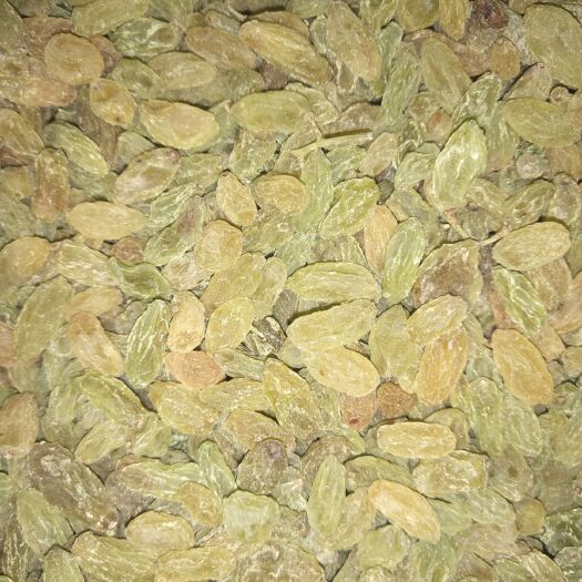 玉门市绿香妃葡萄干 优等 
