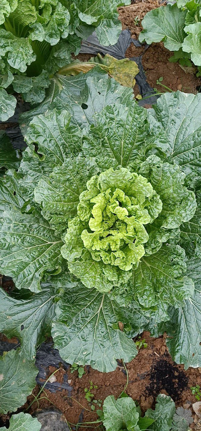 青麻叶大白菜 2~3斤 净菜