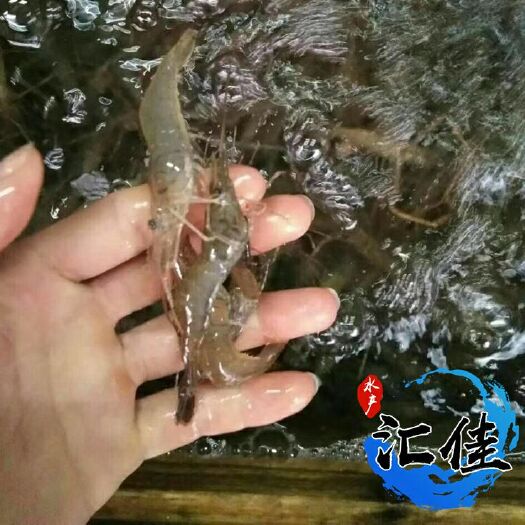 广州罗氏沼虾苗 