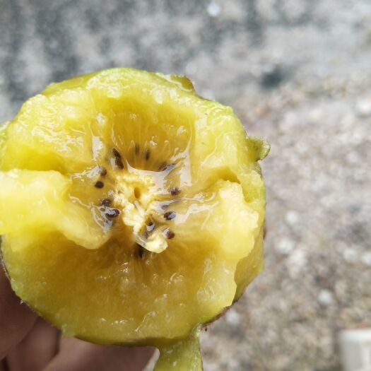 永顺县水杨桃砧木嫁接苗 嫁接苗 