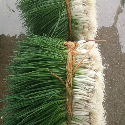 贵阳香葱 