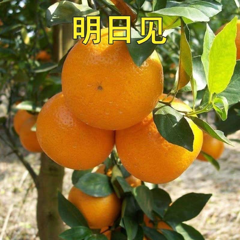 平邑县明日见柑橘苗 嫁接苗 0.35~0.5米 