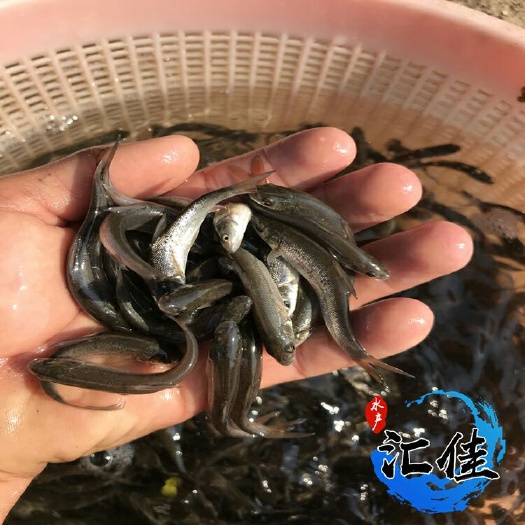 广州银鳕鱼苗 
