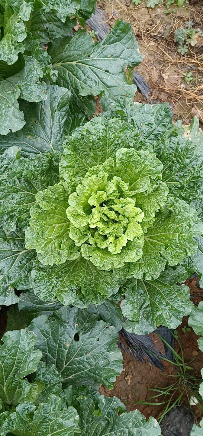 青麻叶大白菜 2~3斤 净菜