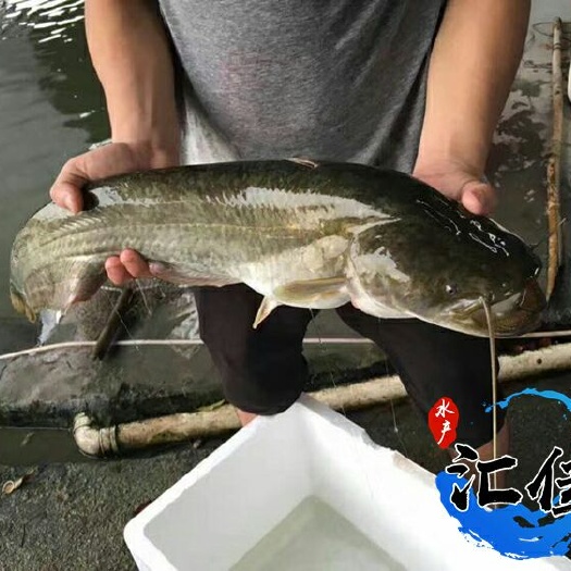 广州大口鲶鱼苗 