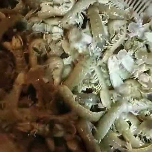 连云港皮皮虾 