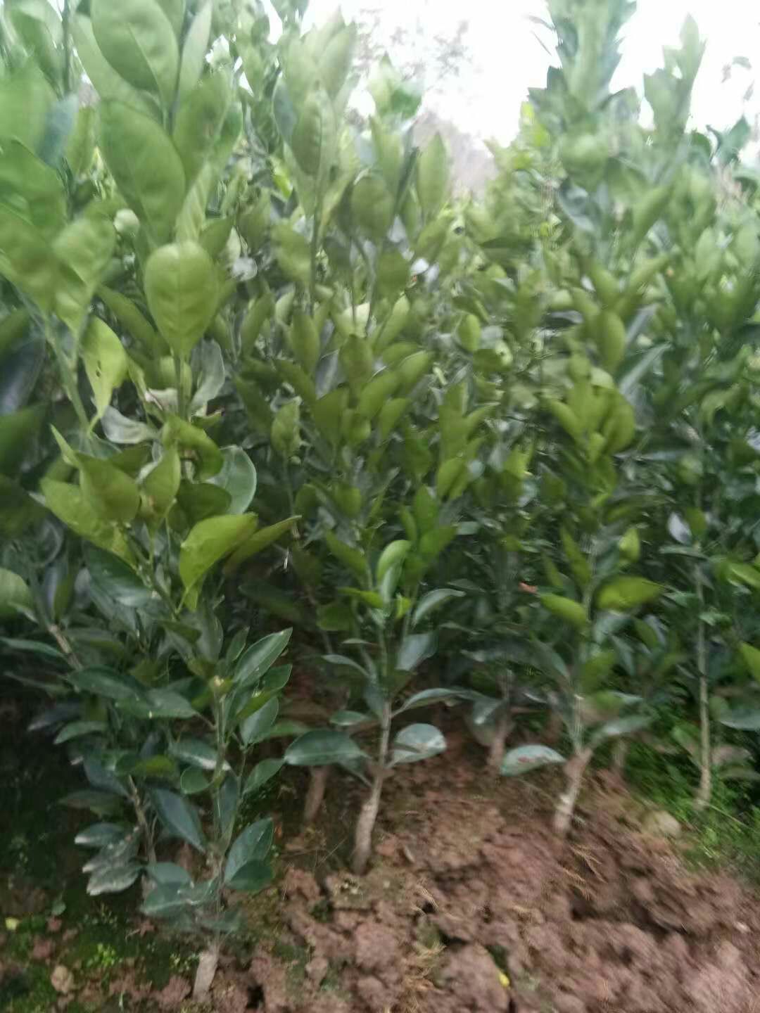 纽荷尔脐橙苗 嫁接苗 0.5~1米 