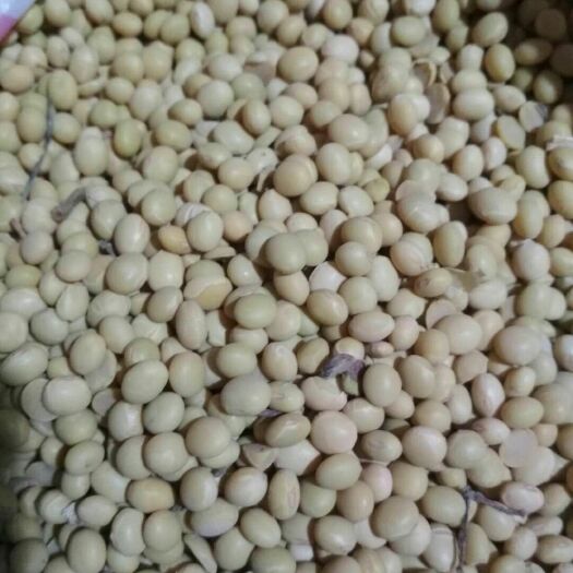 曹县开封1号大豆 生大豆 2等品 