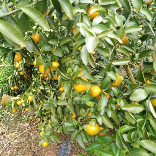 象州县青皮蜜桔 统货 1.5 - 2两 