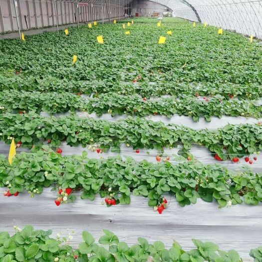 寿光市白雪公主草莓苗 10~20公分 穴盘苗 