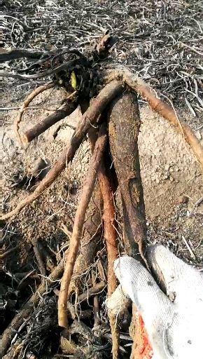 嘉祥县俄罗斯饲料菜种子  种植一次长久收割的牧草