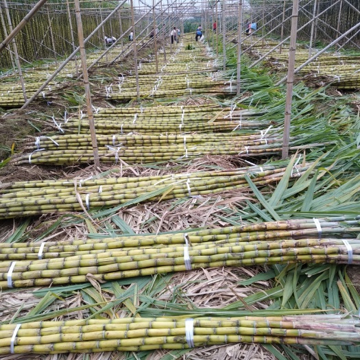 广州黄皮果蔗 2.5 - 3m 4 - 5cm 