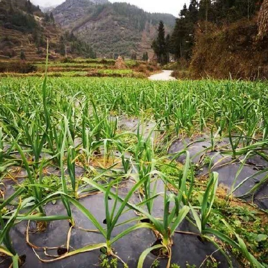 普定县红根蒜苗  40 - 45cm 